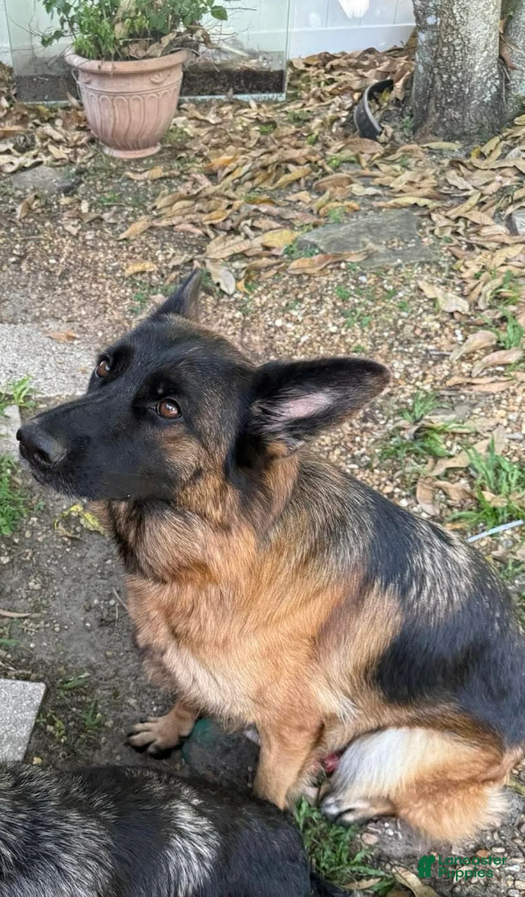 German Shepherd dogs for sale: German Shepherd 3 - Ad 2