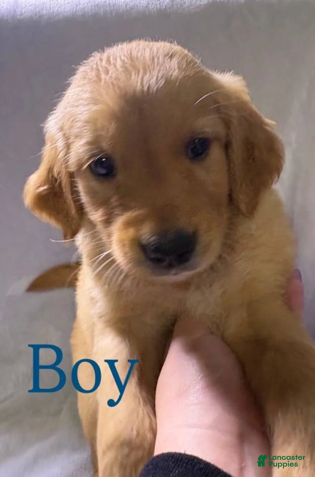 Golden Retriever dogs for sale: Golden Retriever Puppy - Ad 1