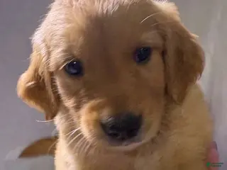 Golden Retriever dogs Golden Retriever Puppy - Ad 9