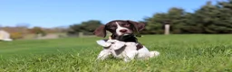 German Shorthaired Pointer dogs for sale: Ammo - Ad 3