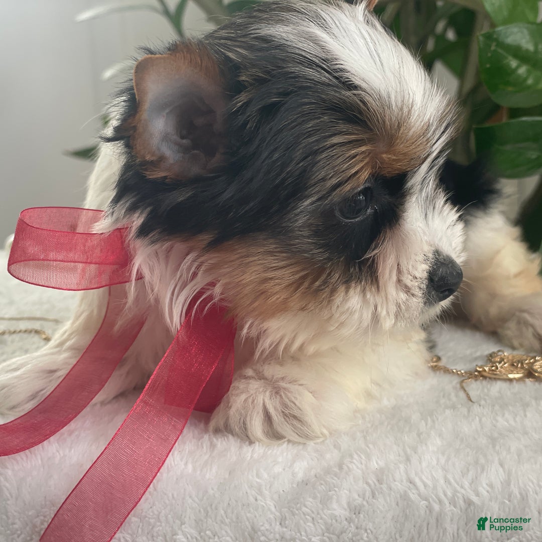 Biewer Terrier dogs for sale: Tilly - Ad 5