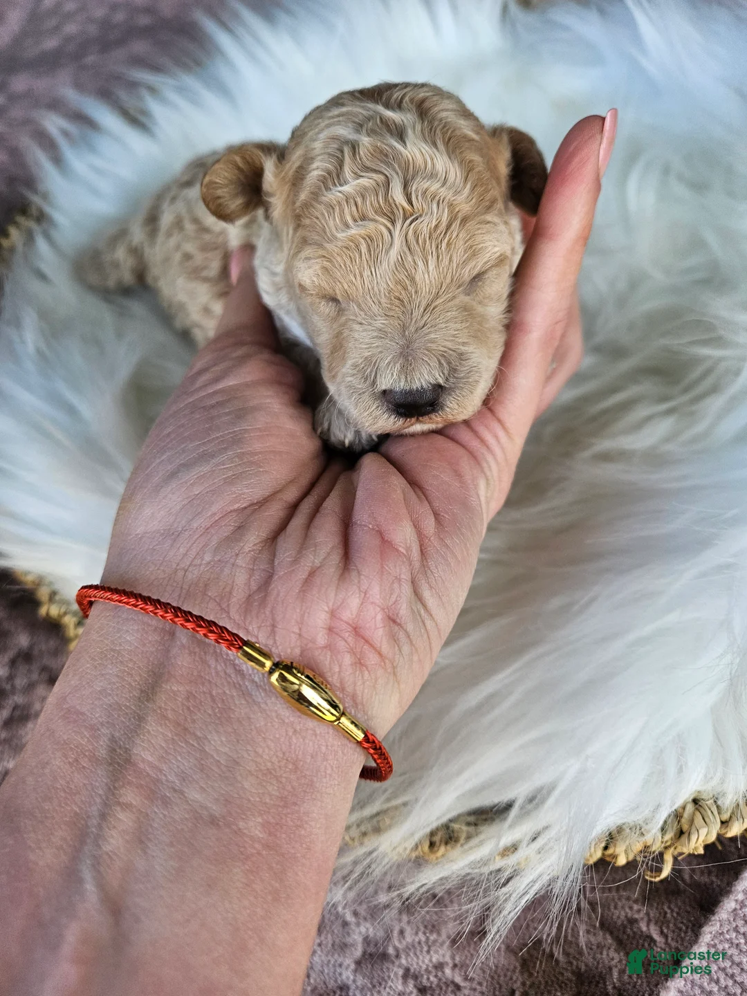 Cavapoo dogs for sale: Winston - Ad 6