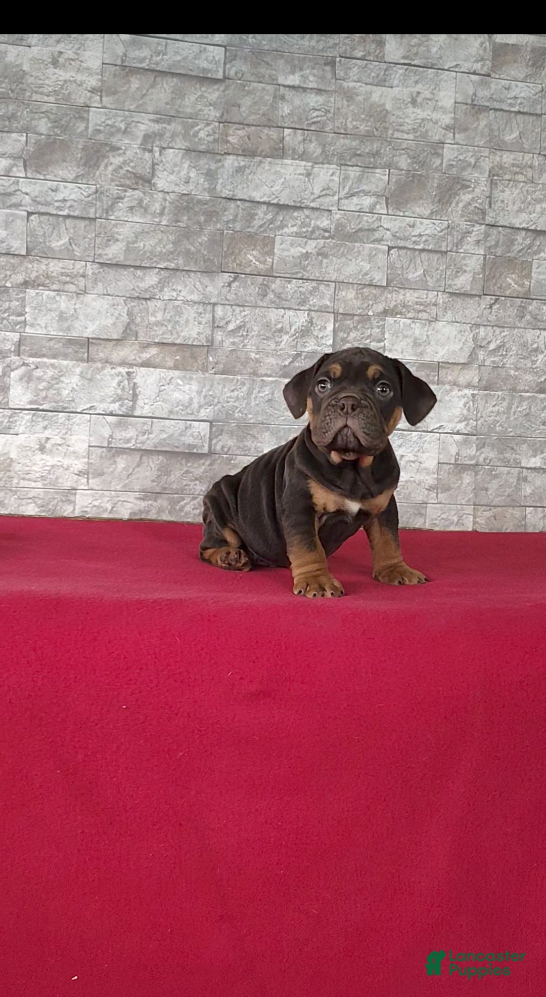 Beabull dogs for sale: Peyton - Ad 4