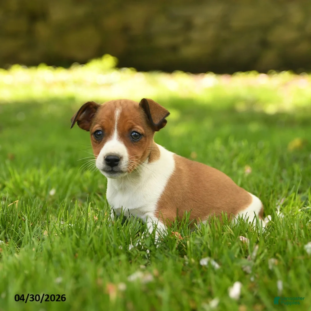Jack Russell Terrier dogs for sale: Haley - Ad 1