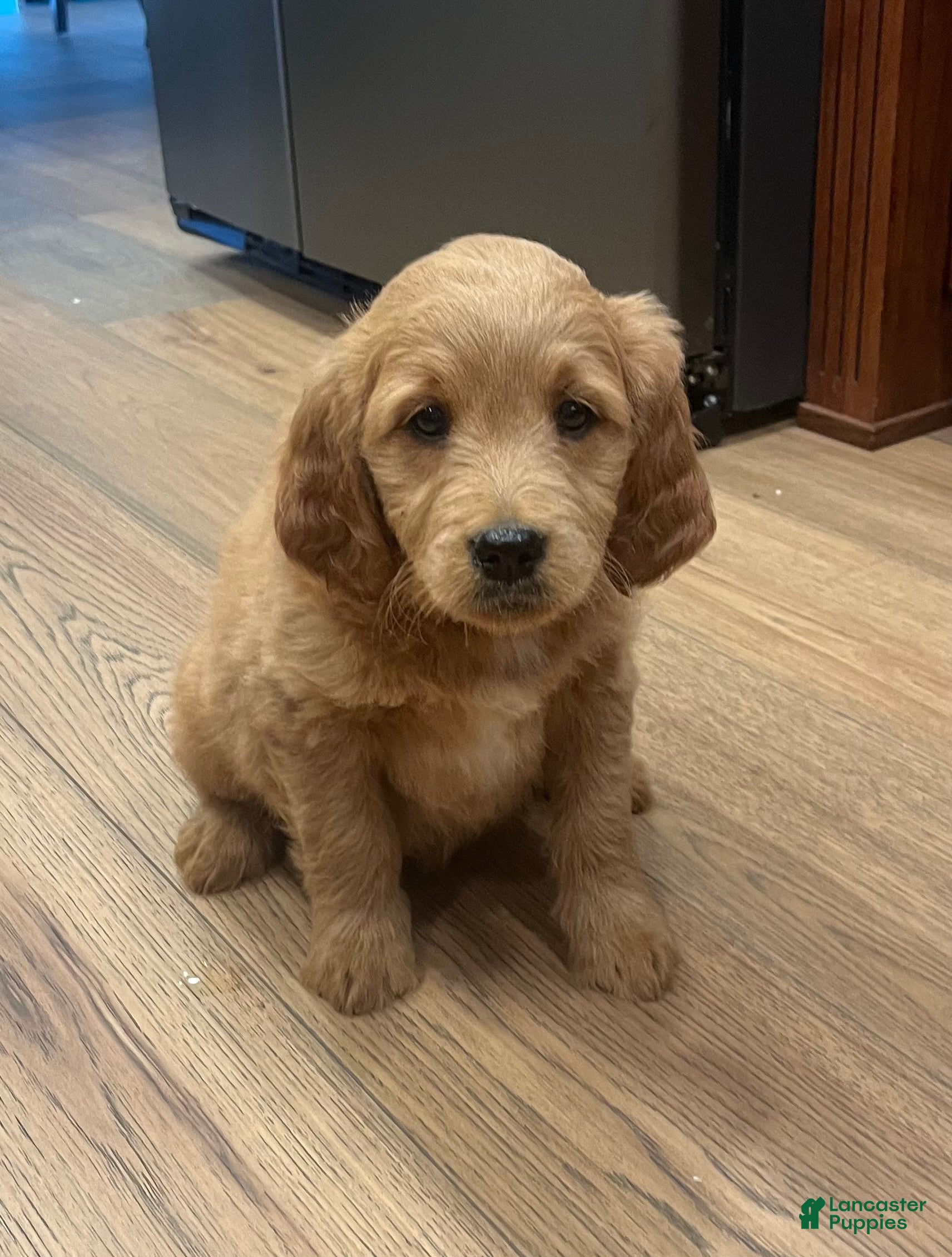 Mini Goldendoodle dogs for sale: Ranger - Ad 1