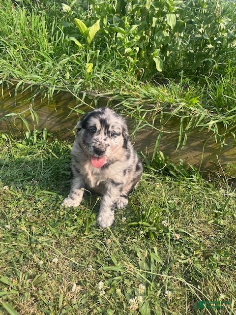 Mixed Breed dogs Les - Ad 2