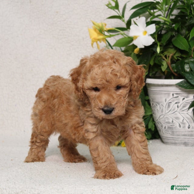 Mini Goldendoodle dogs for sale: Vance - Ad 3