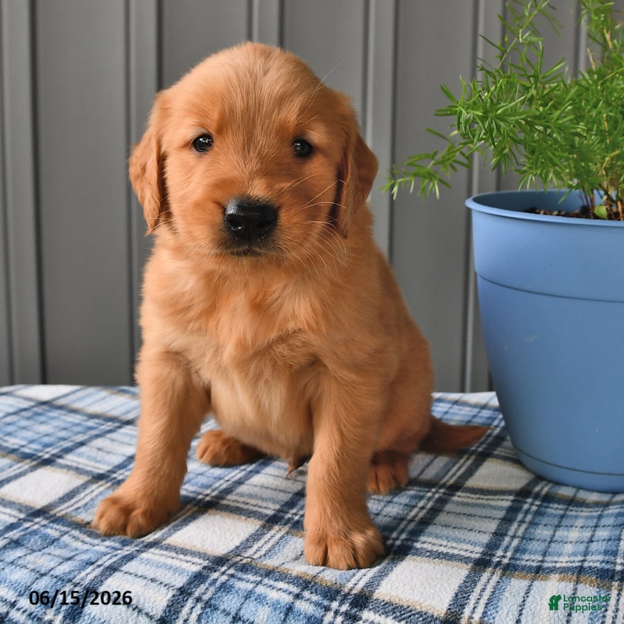 Golden Retriever dogs for sale: Rusty - Ad 2