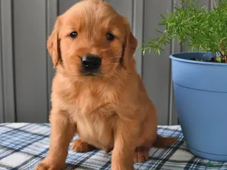 Golden Retriever dogs for sale: Rusty - Ad 2