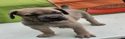 Cane Corso dogs for sale: COCO - Ad 19