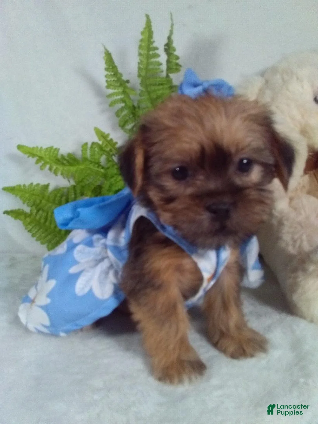 Shorkie dogs for sale: Baby - Ad 2