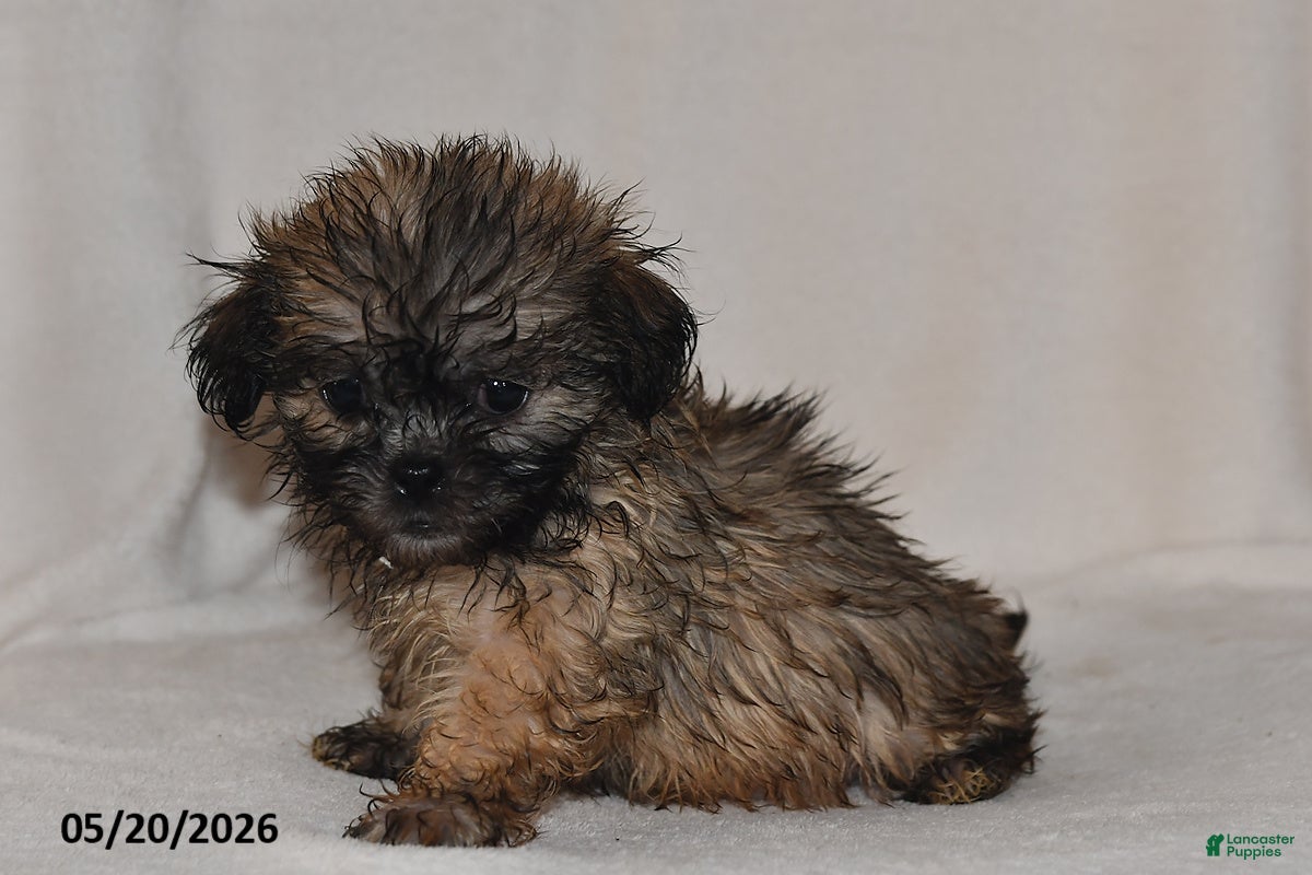 Teddy Bear dogs Chloe - Ad 2
