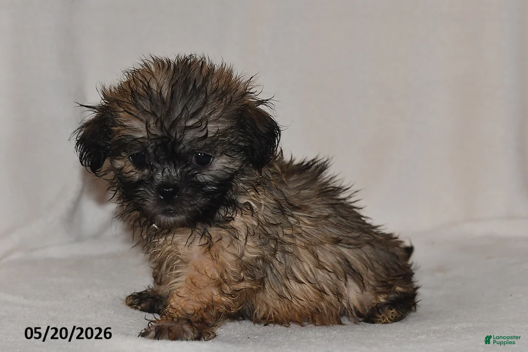 Teddy Bear dogs for sale: Chloe - Ad 2
