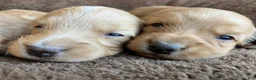 Miniature Dachshund dogs for sale: DAWWG POUND’S POCKET-SIZED QB - Ad 18
