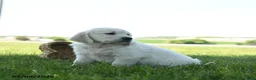 Golden Retriever dogs for sale: Logan - Ad 2