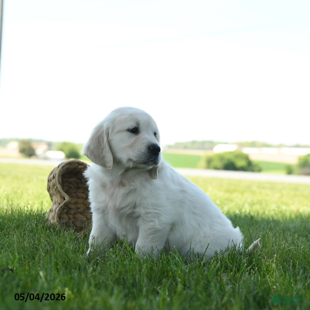 Golden Retriever dogs for sale: Logan - Ad 2