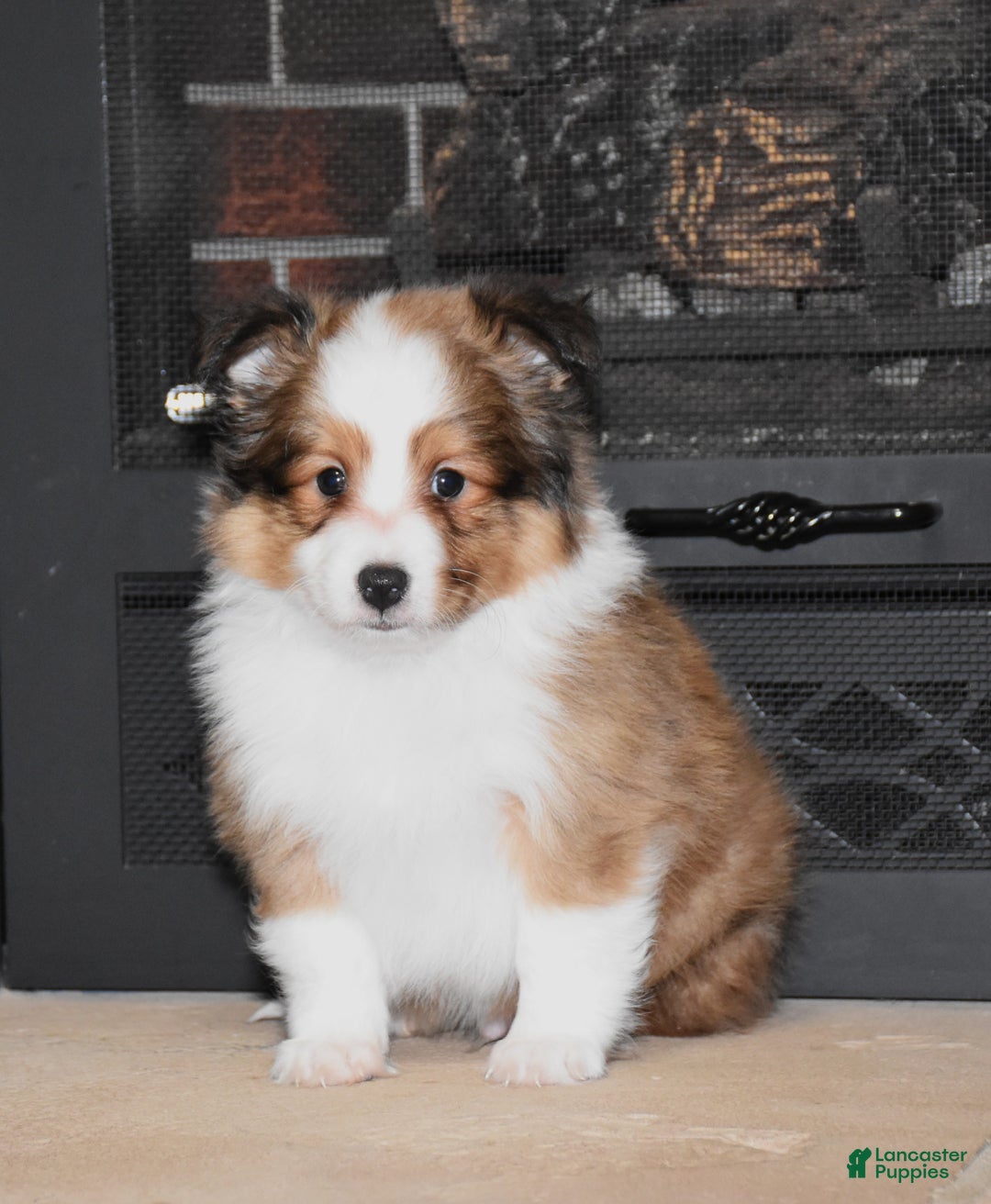 Shetland Sheepdog dogs for sale: Laker - Ad 3