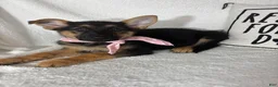 German Shepherd dogs for sale: Gracie - Ad 3