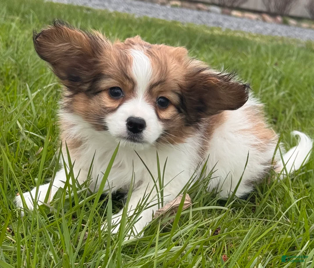 Papillon dogs for sale: Red - Ad 2