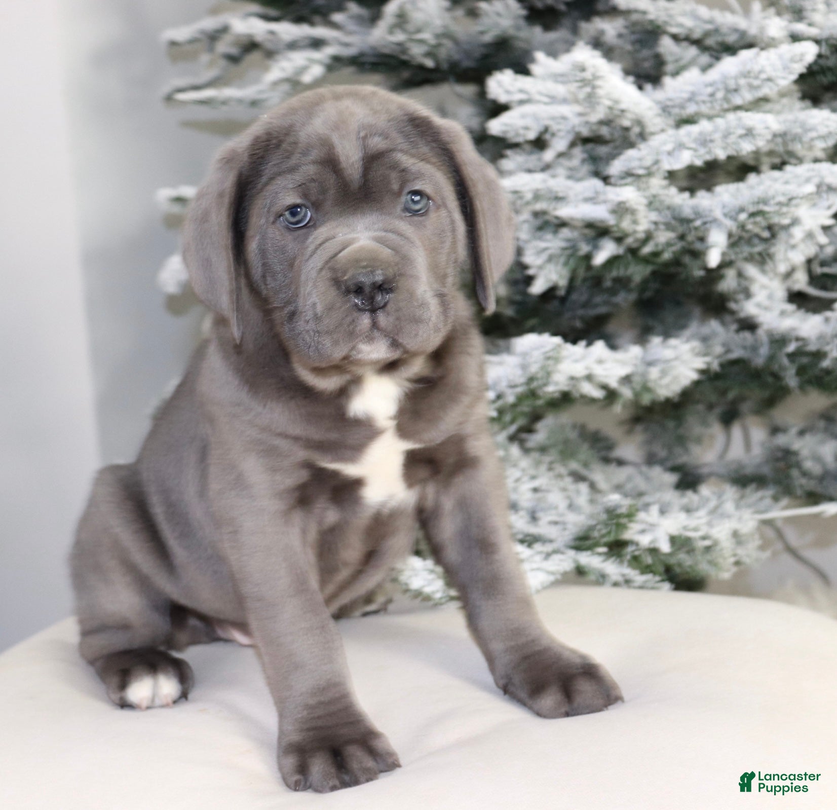 Cane Corso dogs Cane Corso Puppy 2 - Ad 4