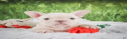 French Bulldog dogs for sale: Lucy - Ad 4