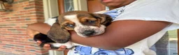 Basset Hound dogs for sale: Sophie - Ad 4