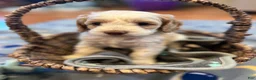 Cockapoo dogs for sale: Buff and white boy/brown nose  - Ad 5
