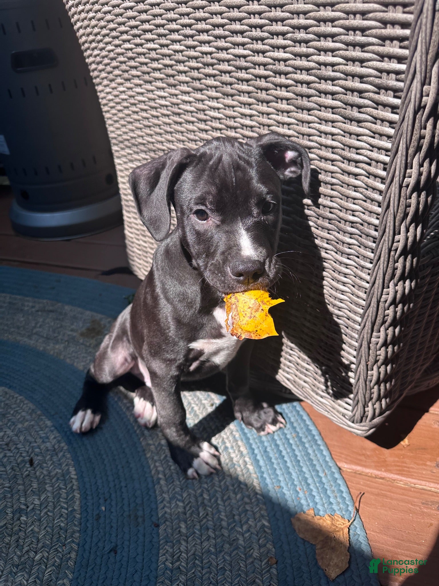 Mixed Breed dogs Black Panther - Ad 37