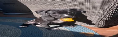 Black Panther