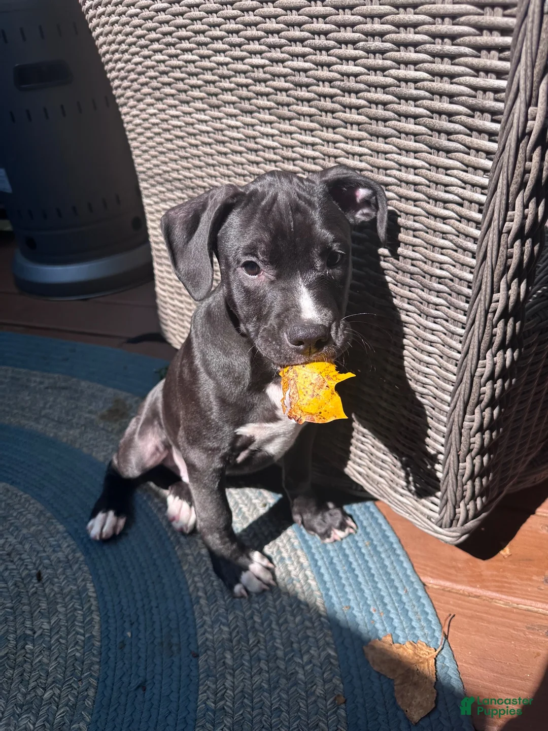 Mixed Breed dogs for sale: Black Panther - Ad 1