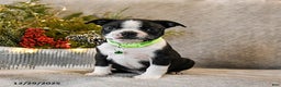 Boston Terrier dogs for sale: Cash  - Ad 1