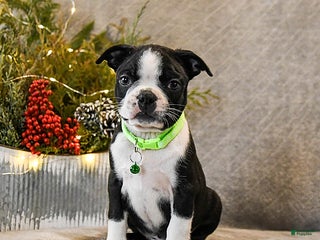 Boston Terrier dogs Cash - Ad 13