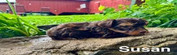 Yorkshire Terrier dogs for sale: Susan - Ad 3