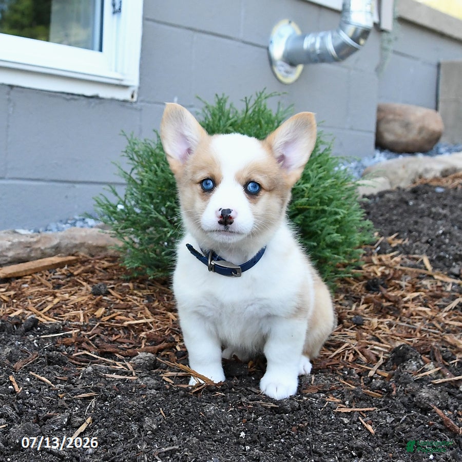 Welsh Corgi Pembroke dogs Penny - Ad 1