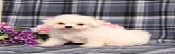 Bichon Frise dogs for sale: Kanga - Ad 3