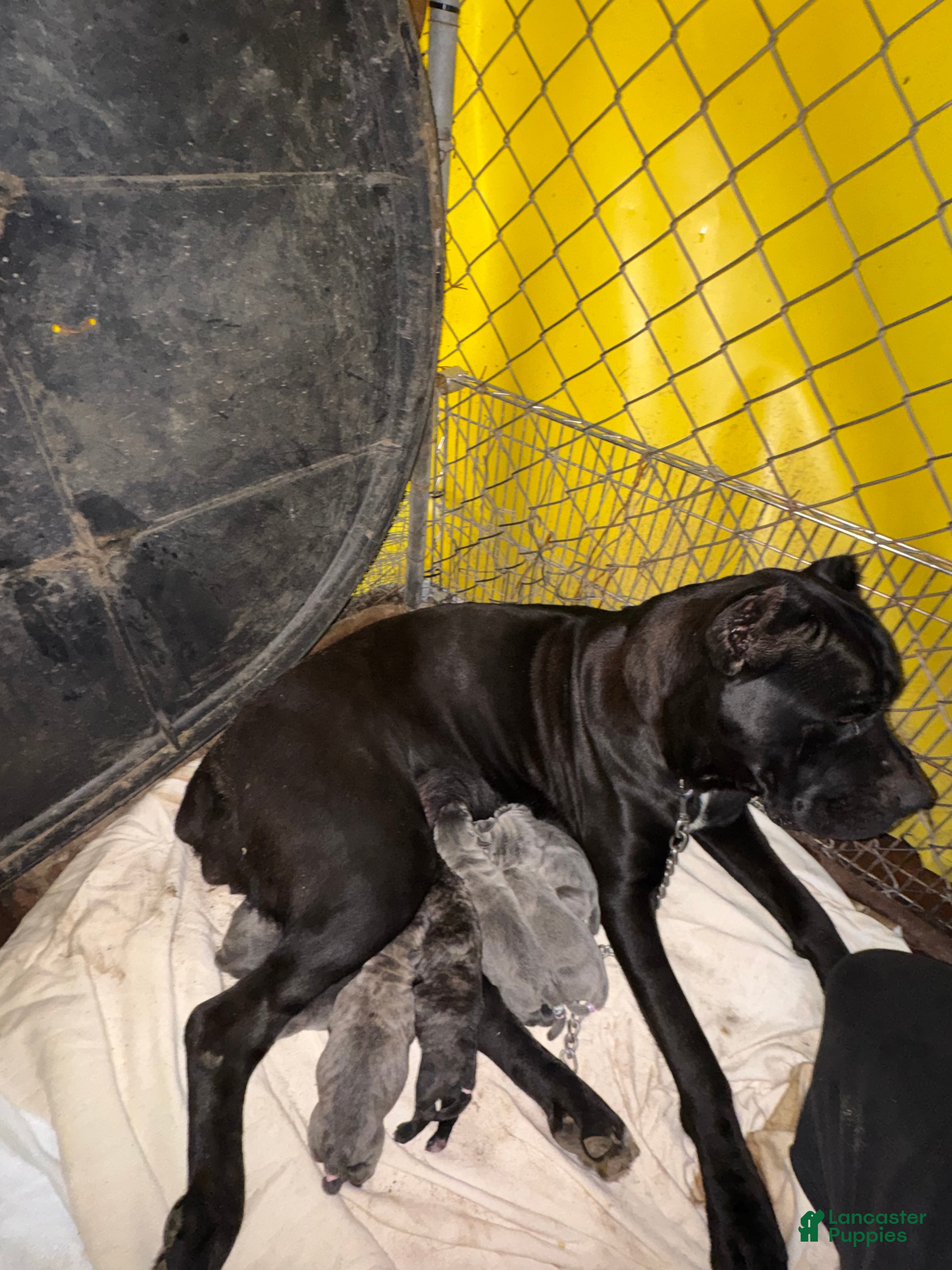 Cane Corso dogs Cane Corso 5 - Ad 28