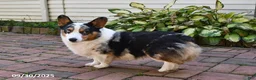 Mixed Breed dogs for sale: Shadow - Ad 6