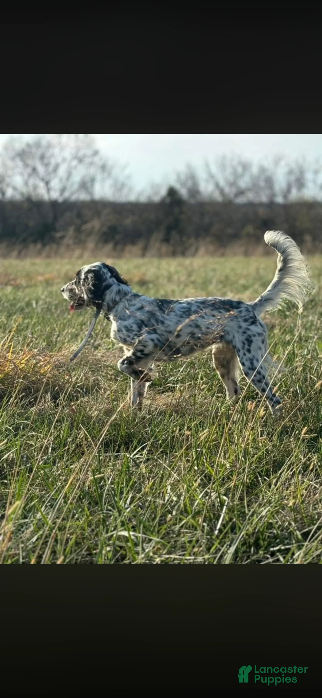 English Setter dogs for sale: English Setter Puppy 5 - Ad 4