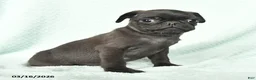 Pug dogs for sale: Amos - Ad 3
