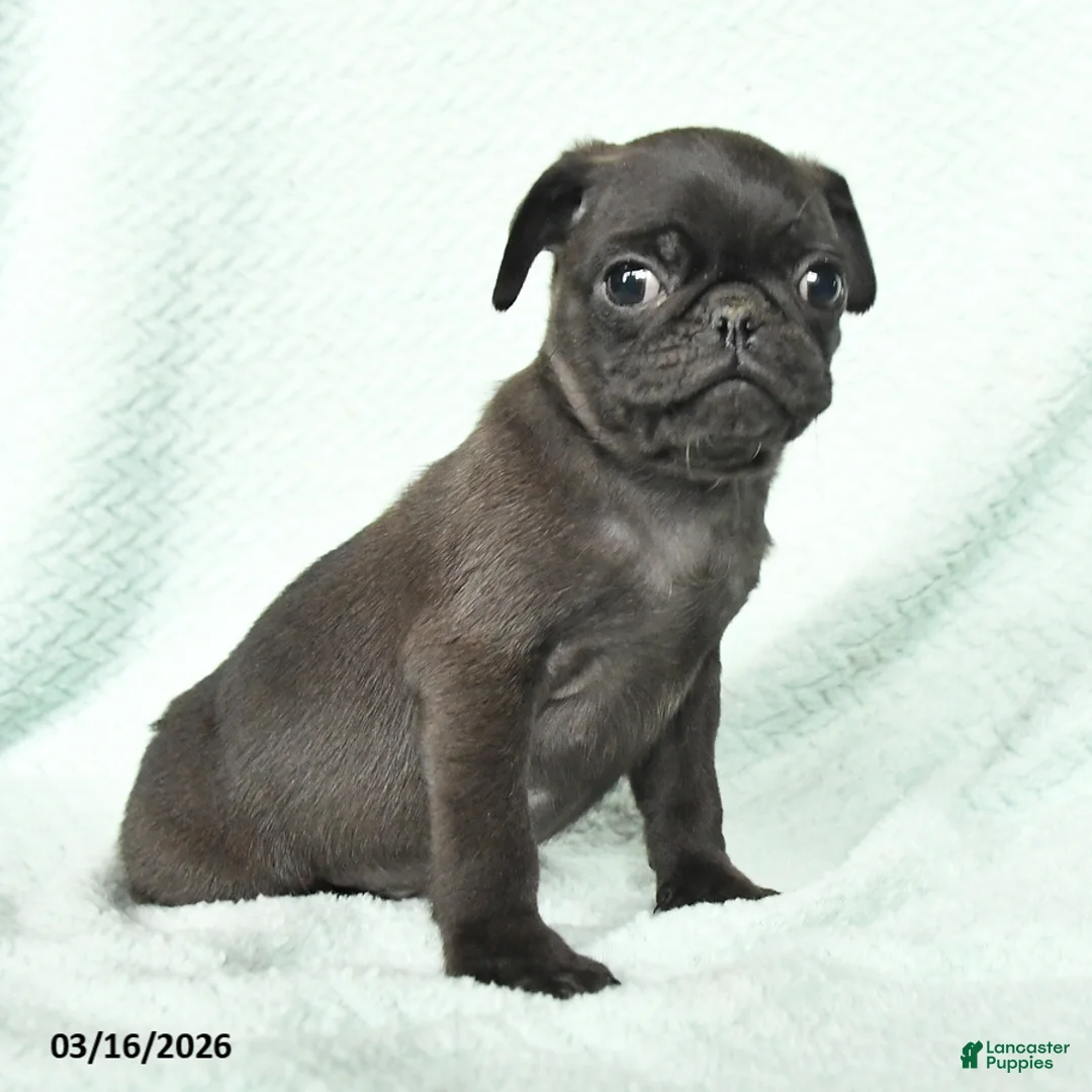 Pug dogs for sale: Amos - Ad 3