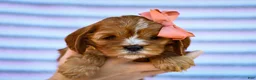 Cavapoo dogs for sale: Esme Cavapoo Pup - Ad 5