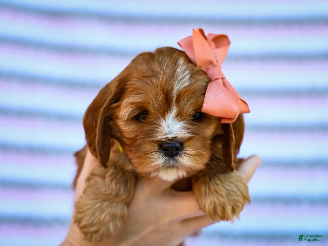 Cavapoo dogs for sale: Esme Cavapoo Pup - Ad 5