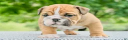 English Bulldog dogs for sale: Mack  - Ad 1