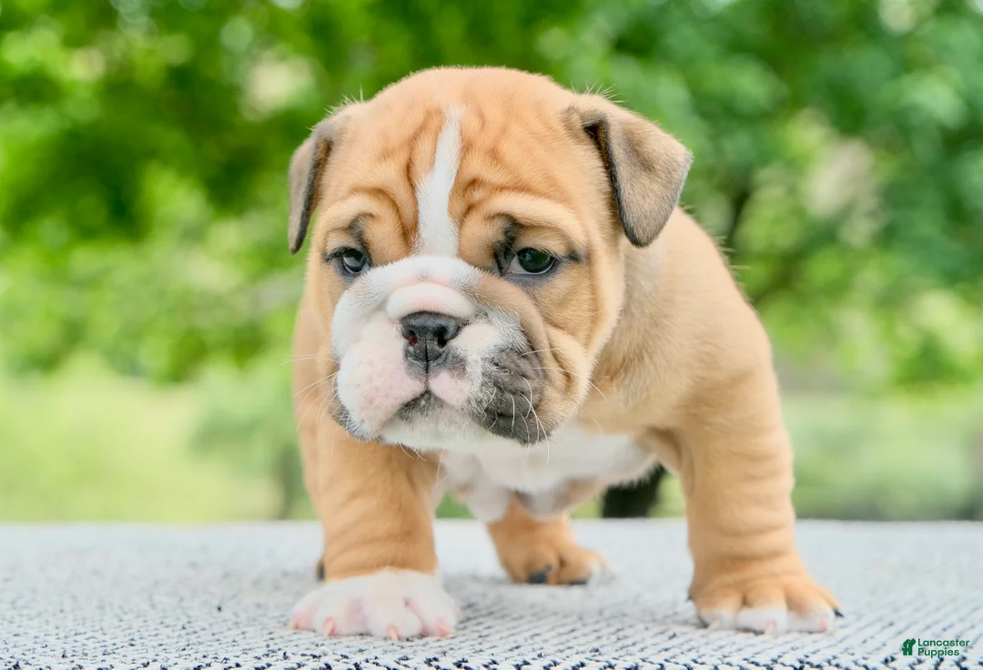 English Bulldog dogs for sale: Mack  - Ad 1