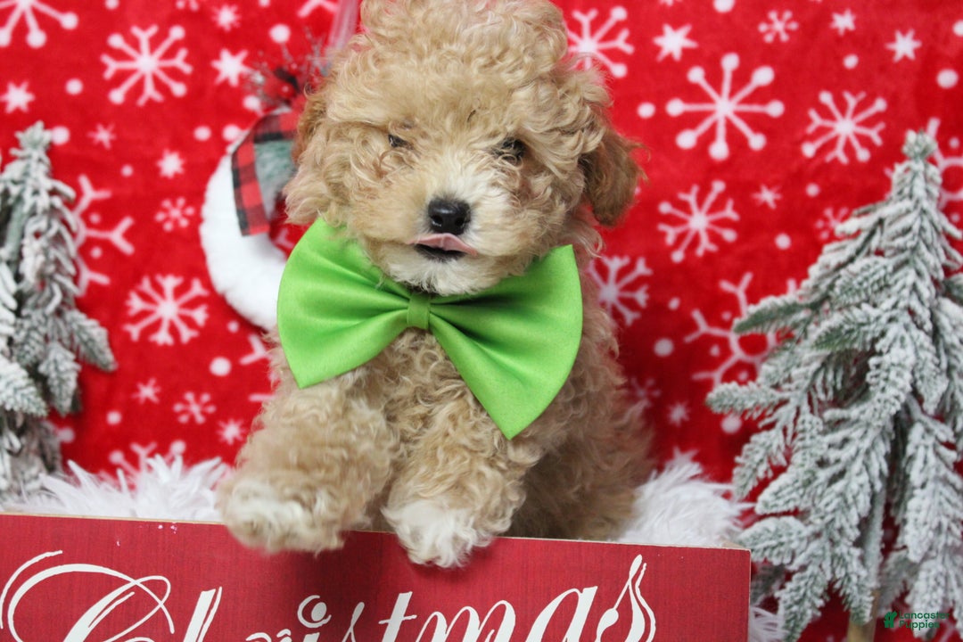 Havapoo dogs for sale: Foxtrot  - Ad 2