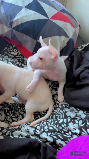 Gallery Image {{count}}