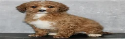 Miniature Poodle dogs for sale: Kendra  - Ad 1