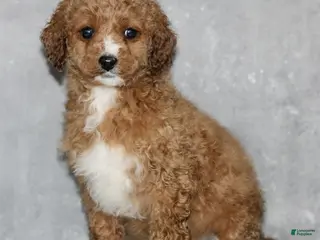 Miniature Poodle dogs for sale: Kendra - Ad 2