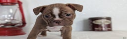 Frenchton dogs for sale: Luna - Ad 4