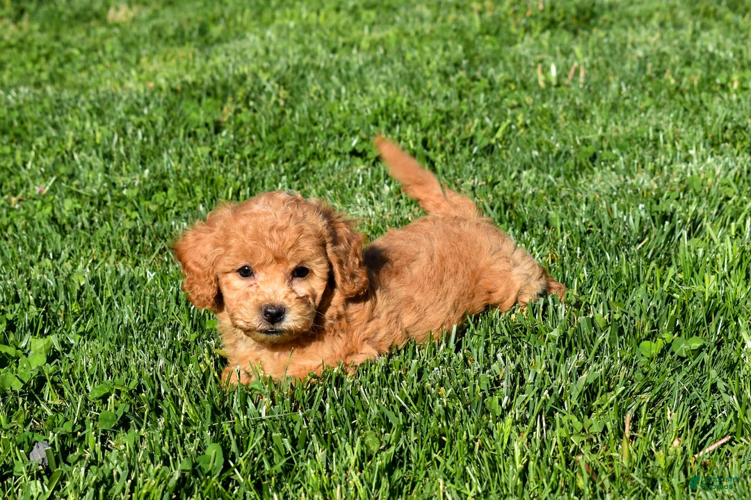 Bichpoo dogs for sale: Kyle 🐶💖 - Ad 1